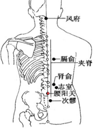 腰阳关简单找法，腰阳关的准确位置图和作用经络养生
