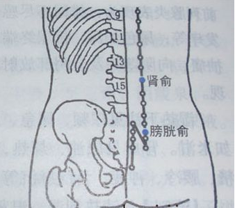 膀胱俞穴怎么找？膀胱俞的准确位置图和作用中国保健养生网