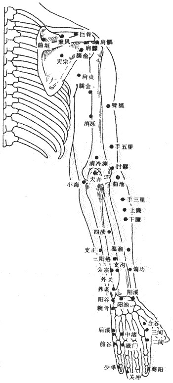 人体穴位大全之-上肢外侧穴位图